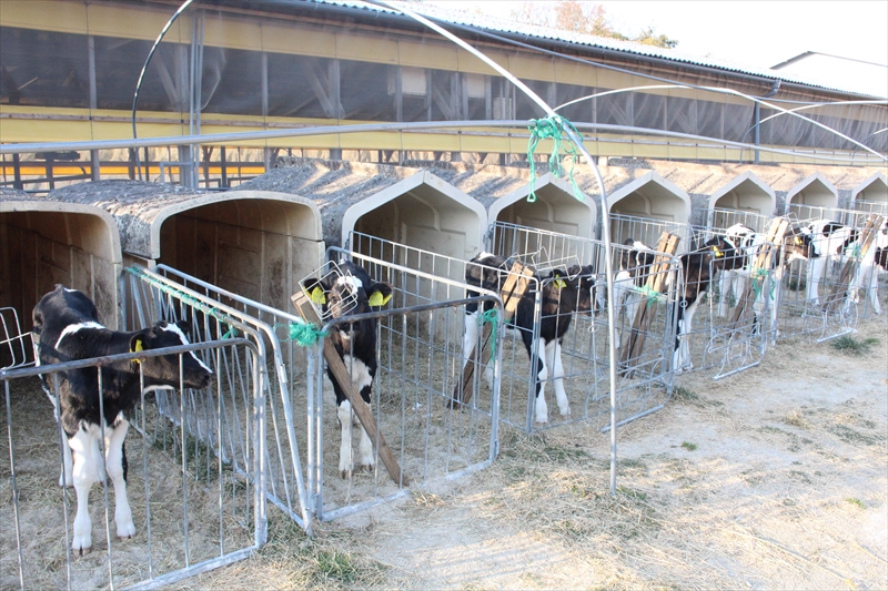 愛知県田原市の酪農・牧場はわたなべ牧場｜酪農スタッフ求人募集中