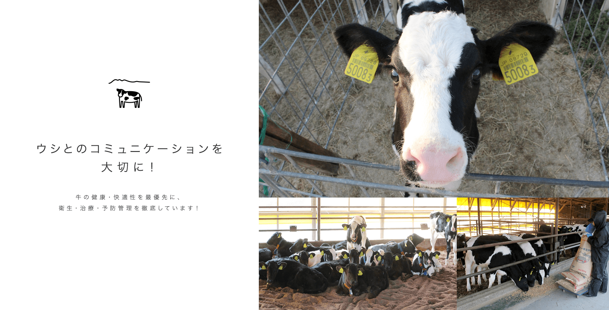 ウシとのコミュニケーションを大切に！ 牛の健康・快適性を最優先に、衛生・治療・予防管理を徹底しています！